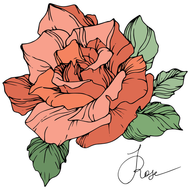 Beautiful coral rose flower with green leaves isolated on white background. Engraved ink art. - Wektor, obraz