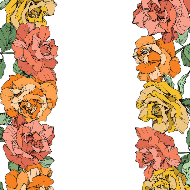 Vector rose flowers floral borders on white background. Yellow, orange and pink engraved ink art. - Vector, Image