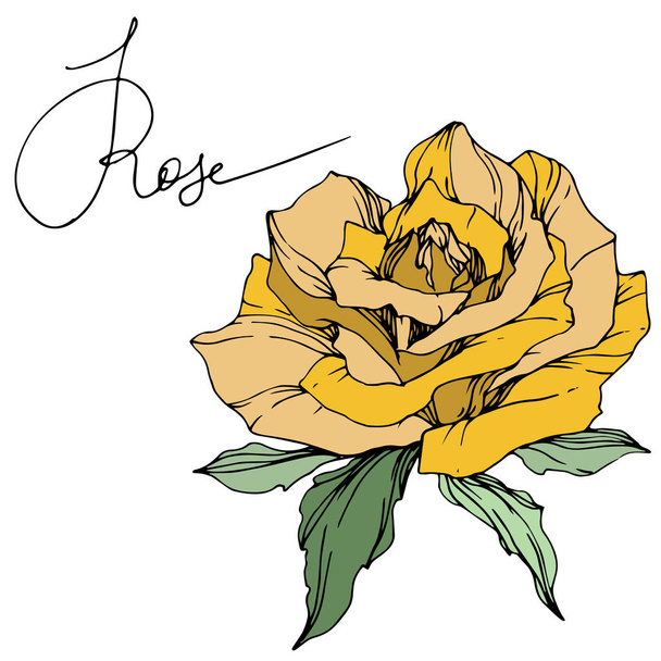 Gyönyörű Sárga Rózsa virág, zöld levelek. Elszigetelt Rózsa ábra elemet. Vésett tinta art. - Vektor, kép
