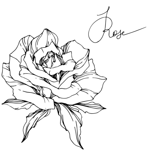 Belle fleur vectorielle rose isolée sur fond blanc. Encre gravée noir et blanc art
. - Vecteur, image