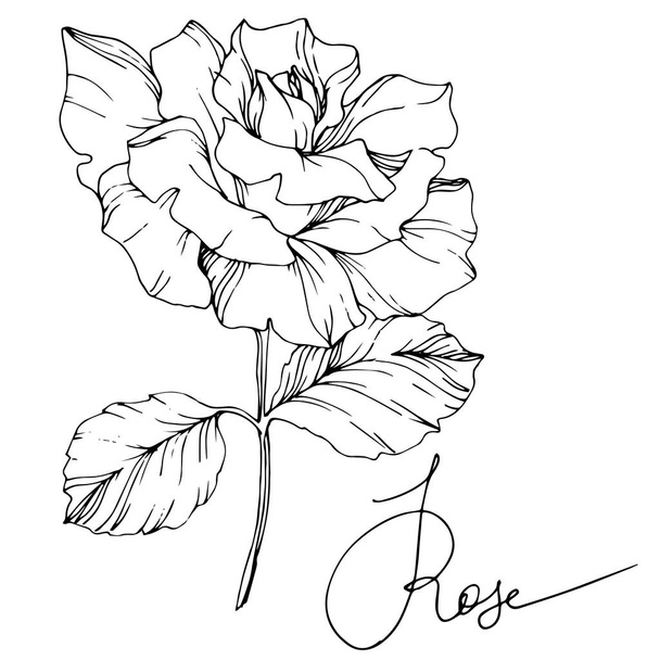 Gyönyörű vektor Rózsa virág elszigetelt fehér background. Fekete-fehér gravírozott art festék. - Vektor, kép