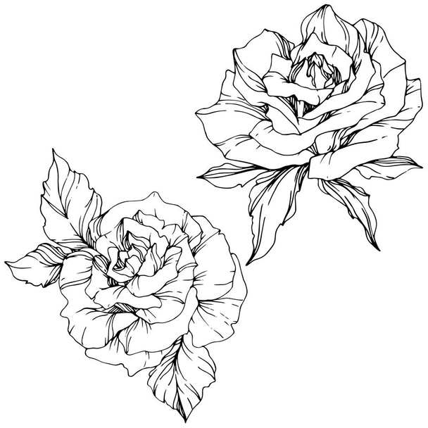 Beautiful vector rose flowers isolated on white background. Black and white engraved ink art. - Vector, Image