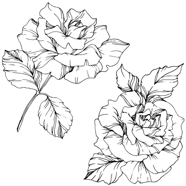 Όμορφη διανυσματικά τριαντάφυλλο λουλούδια που απομονώνονται σε λευκό φόντο. Μαύρο και άσπρο χαραγμένο μελάνι τέχνης. - Διάνυσμα, εικόνα