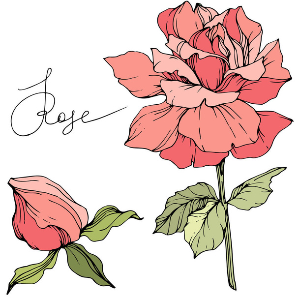 Beautiful pink rose flowers isolated on white. Roses illustration element. Engraved ink art. - Вектор,изображение