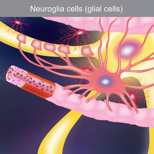 The duty is to treat the central nervous system, bringing food and oxygen to the nerve cells. - Vector, Image