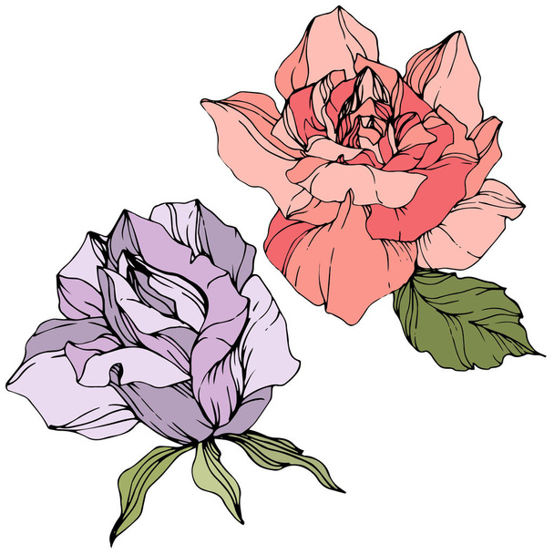 Vector. Purple and pink rose flowers with green leaves isolated on white background. Engraved ink art. - Вектор, зображення