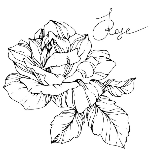 Bella rosa vettore fiore isolato su sfondo bianco. Inchiostro inciso in bianco e nero arte
. - Vettoriali, immagini