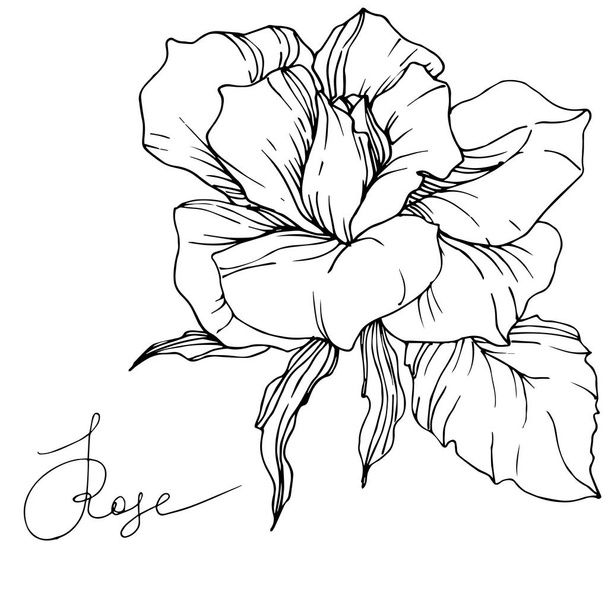 Hermosa flor de rosa vector aislado sobre fondo blanco. Arte de tinta grabada en blanco y negro
. - Vector, Imagen