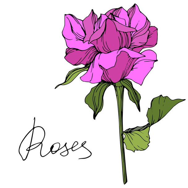 Vector. Beautiful purple rose flower with green leaves isolated on white background. Engraved ink art. - Vetor, Imagem