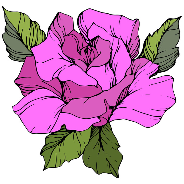 Vector. Beautiful purple rose flower with green leaves isolated on white background. Engraved ink art. - Вектор,изображение