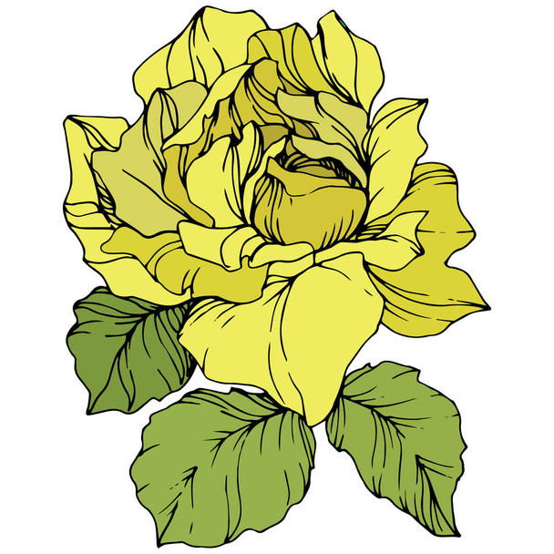 Beautiful yellow rose flower with green leaves. Isolated rose illustration element. Engraved ink art. - Vector, Imagen