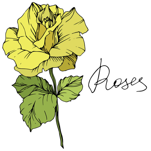 Όμορφο κίτρινο τριαντάφυλλο λουλούδι με πράσινα φύλλα. Μεμονωμένες τριανταφυλλιές εικονογράφηση στοιχείο. Χαραγμένο μελάνι τέχνης. - Διάνυσμα, εικόνα