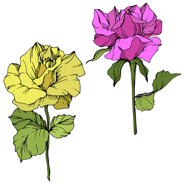Beautiful yellow and purple rose flowers isolated on white. Roses illustration element. Engraved ink art. - Vektör, Görsel