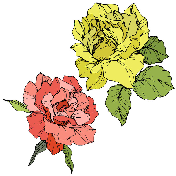 Beautiful red and yellow rose flowers isolated on white. Roses illustration element. Engraved ink art. - Вектор, зображення