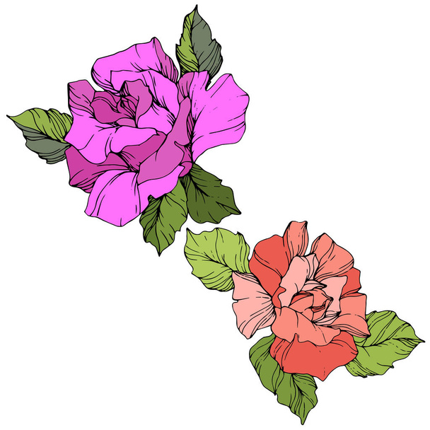 Vector. Purple and coral rose flowers with green leaves isolated on white background. Engraved ink art. - Vector, Image
