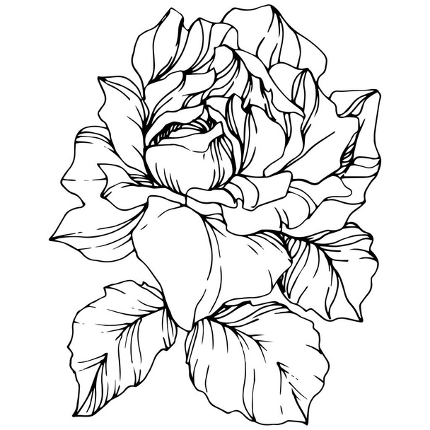 Vector. Rose flower isolated illustration element on white background. Black and white engraved ink art - Vector, Image