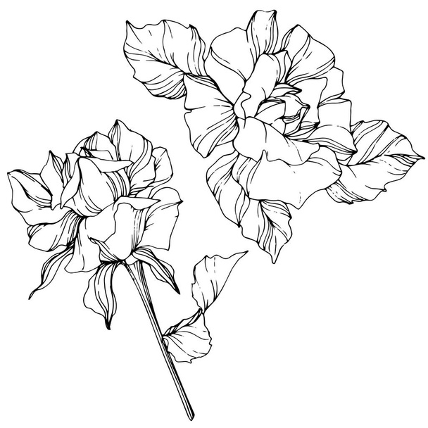 Vector. Rose flowers isolated illustration element on white background. Black and white engraved ink art - Vector, Image