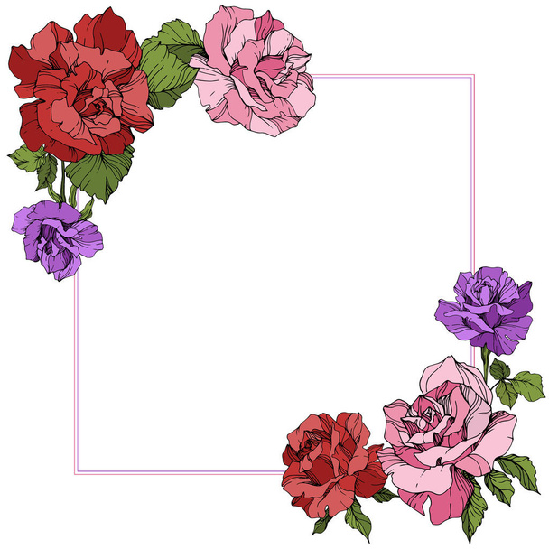Vector. Rose flowers floral square on white background. Red, purple and pink roses engraved ink art. - Vector, Image