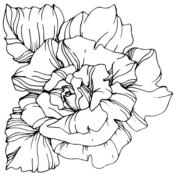 Beautiful vector rose flower isolated on white background. Black and white engraved ink art. - Vektori, kuva