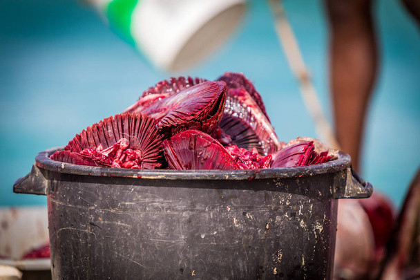 Cesta llena de branquias de atún rojo en el mercado local de pescado en el muelle de madera de África en Santa Maria, Sal, Cabo Verde
 - Foto, Imagen