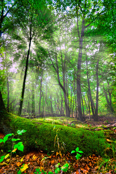 Зачарованный лес
 - Фото, изображение