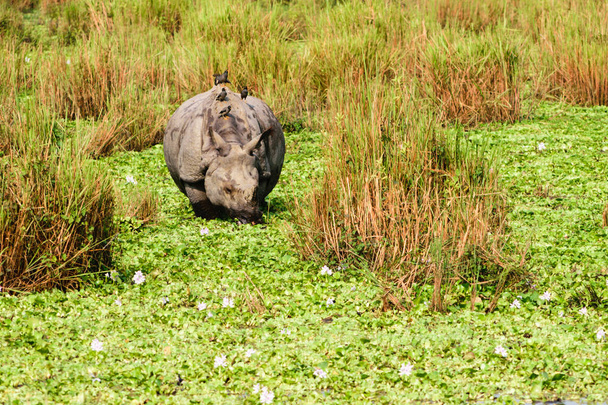 Молодь більша однорога носорога (Rhinoceros unicornis) в Читванському національному парку, Непал. Однорогий носорог (Rhinoceros unicornis) також знайдений в національному парку Казіранга, Індія.. - Фото, зображення