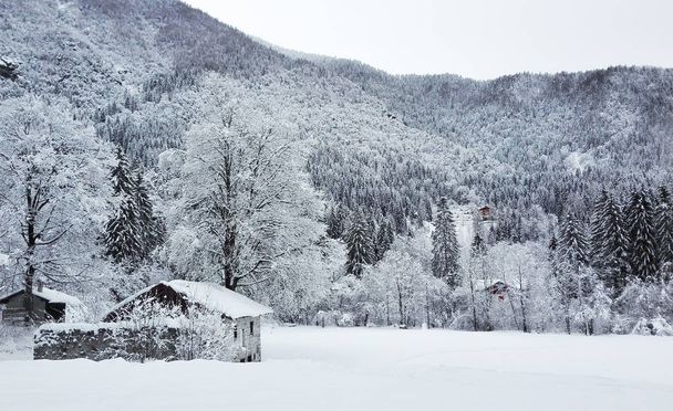 Casas de madeira e pinheiros depois de uma espetacular queda de neve
 - Foto, Imagem