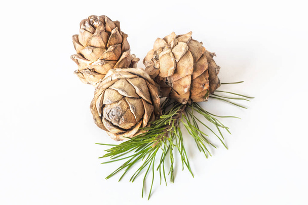 Cones Pinus sibirica ou pinhas siberianas sobre fundo claro
 - Foto, Imagem