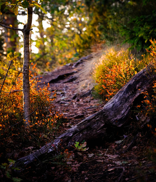 steps in the forest with stock in the foreground and autumn colors on the trees - Foto, afbeelding