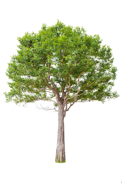 白い背景に孤立した大きな木。デザイン、広告、建築に使われる熱帯の木は - 写真・画像