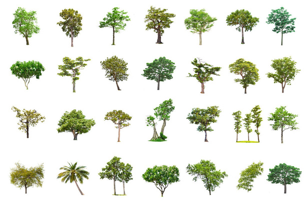 白い背景に、木のコレクションの分離の大きな木。大径木データベース設計に使用されるタイ、分離された熱帯の木でアジア自然の植物園組織要素, - 写真・画像