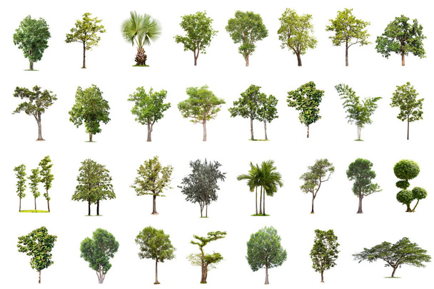Elszigetelt nagy fa, a fehér háttér, a gyűjtemény a fák. Nagy fák adatbázis botanikus kert szervezeti elemek ázsiai jellegű, Thaiföld, trópusi fák elszigetelt használt design, - Fotó, kép