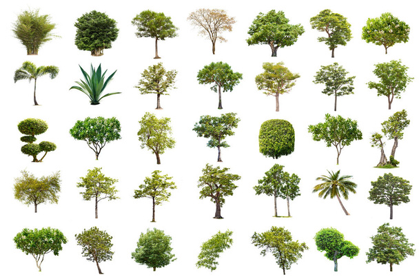 Na białym tle wielkie drzewo na białym tle, kolekcja drzew. Duże drzewa bazy danych ogród botaniczny organizacja elementów natury azjatyckich w Tajlandii, tropikalnych drzew na białym tle, używany do projektowania, - Zdjęcie, obraz