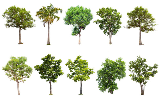 Ізольована велике дерево на білому тлі, колекції дерев. Великі дерева бази даних ботанічний сад організації елементи азіатських природи в Таїланді, тропічних дерев, ізольовані використовується для оформлення, - Фото, зображення