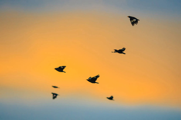πουλιά που φέρουν πίσω στο σπίτι στο ηλιοβασίλεμα. - Φωτογραφία, εικόνα