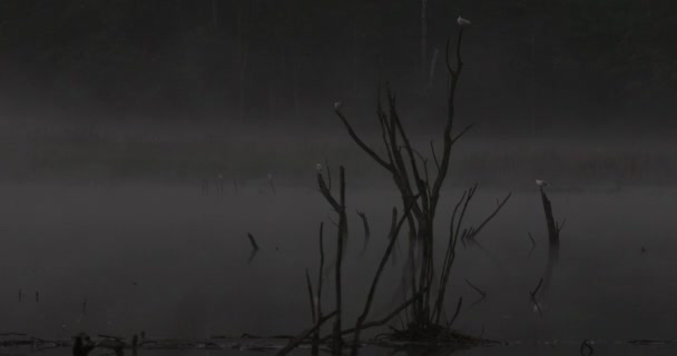 Vögel am Morgen auf dem See. Dunkelheit. 4k, uhd, 50p, filmisch, nahaufnahme,  - Filmmaterial, Video