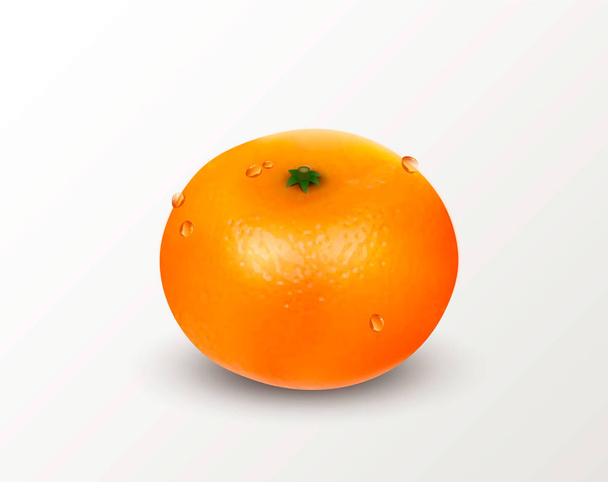 Uma tangerina ou tangerina de citrinos isolada num fundo branco. Ilustração Realista do Vetor
 - Vetor, Imagem
