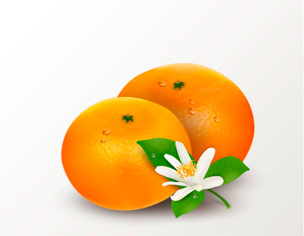 1 つのマンダリンの柑橘系の果物や白い背景で隔離ミカン。現実的なベクトル図 - ベクター画像