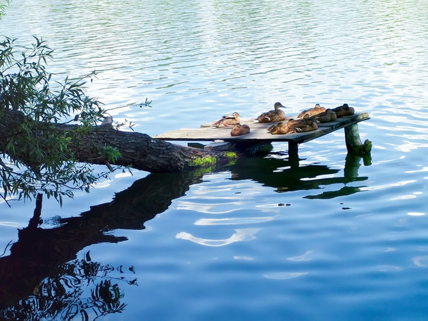 canards sauvages sur le lac - Photo, image