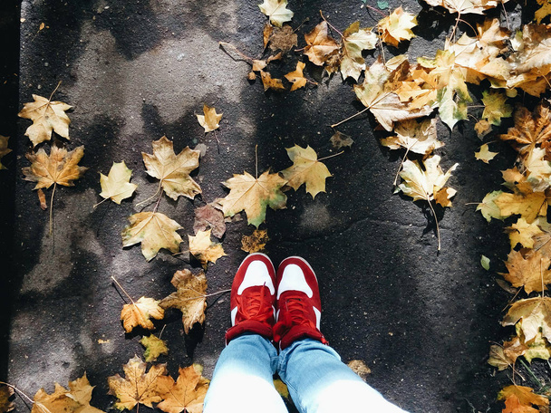 Podzim/podzimní strom listy na ulici - Fotografie, Obrázek