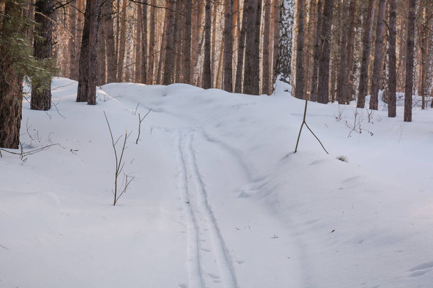 Traces on snow. In the wood traces on the skier's snow. Skier's traces. A ski track in the wood - Fotoğraf, Görsel