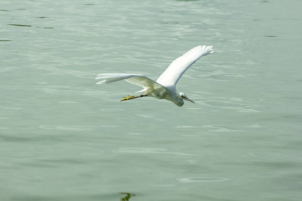 Víz felett repülő kócsag - Fotó, kép