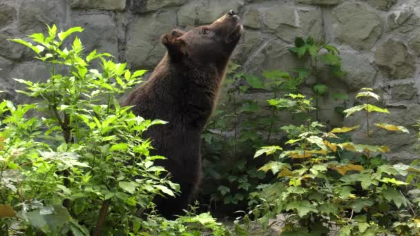 Ruskea karhu etsii ruokaa. 4K, UHD, 50p, Panorointi, lähikuva
,  - Materiaali, video