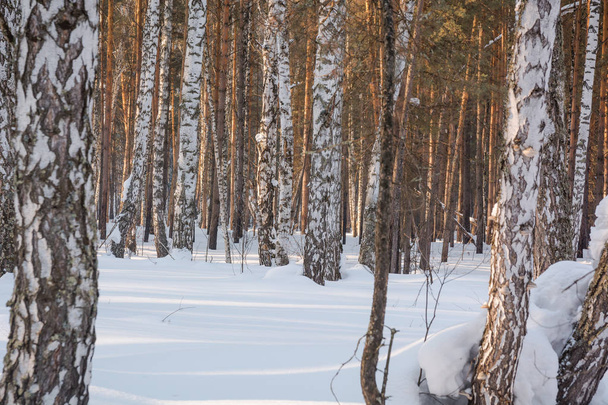The winter forest under snow. The wood in Siberia in the winter. The wood in Russia in the winter. Sun snow and wood - 写真・画像