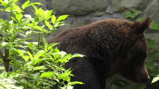 Medvěd hnědý hledá jídlo. 4k Uhd, 50p, posouvání, Closeup,  - Záběry, video