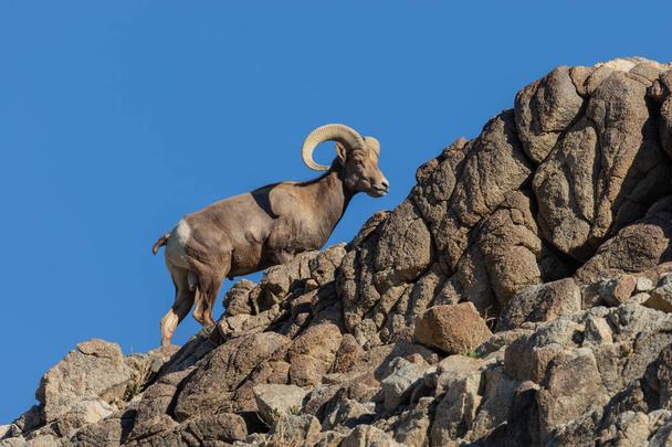 un joli bélier de mouflons dans les rochers
 - Photo, image