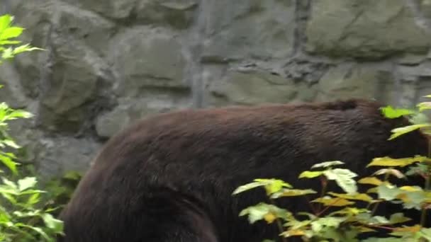 Brown bear looking for food. 4K, UHD, 50p,Panning,Closeup,  - Imágenes, Vídeo