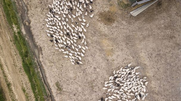 Вид с воздуха на многолюдных уток на птицеферме, Франция
 - Фото, изображение