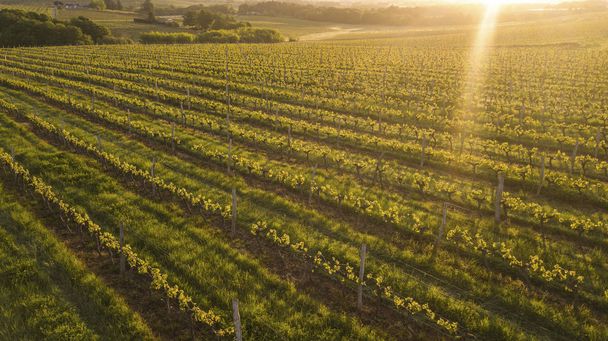 Aerial view of a green summer vineyard at sunset, Bordeaux, France - Photo, Image