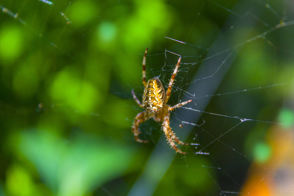 charakter sieci web Spider - Zdjęcie, obraz